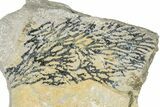 Silurian Graptolite Fossil Plate - New York #269999-1